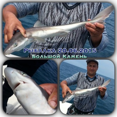 Акула.jpg (201.58 KIB) Просмотров: 21484 Акула.jpg