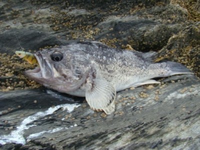 DSC02325.JPG (87.1 KIB) Просмотров: 5444967 DSC02325.JPG