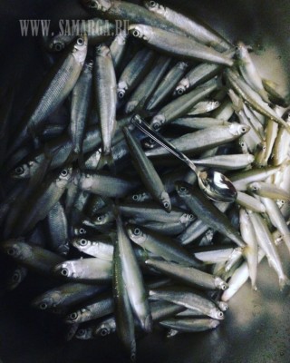 IMG_2882.JPG (131.53 KIB) Просмотров: 25404 IMG_2882.JPG